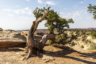 Canyonlands National Park June 2025
